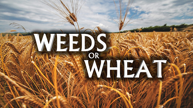 Weeds or Wheat