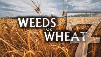 Weeds or Wheat 7