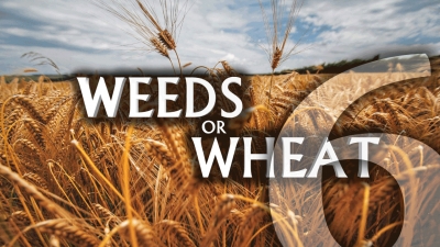 Weeds or Wheat 6