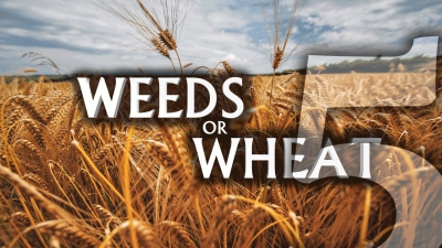 Weeds or Wheat 5