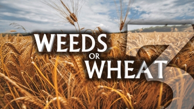 Weeds or Wheat 3
