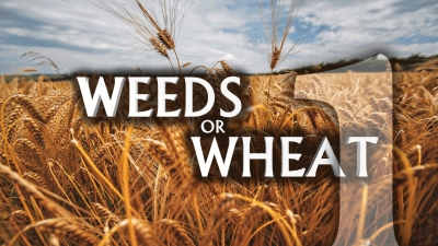 Weeds or Wheat 1