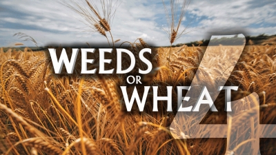 Weeds or Wheat 4