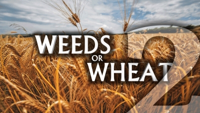 Weeds or Wheat 2